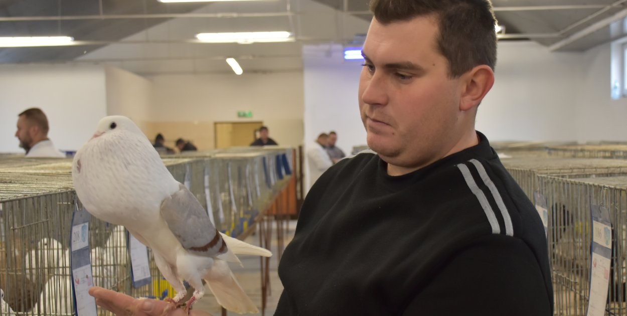 Gołębie rasowe i inne ptasie piękności będzie można podziwiać w najbliższą sobotę i niedzielę w II LO w Sandomierzu.