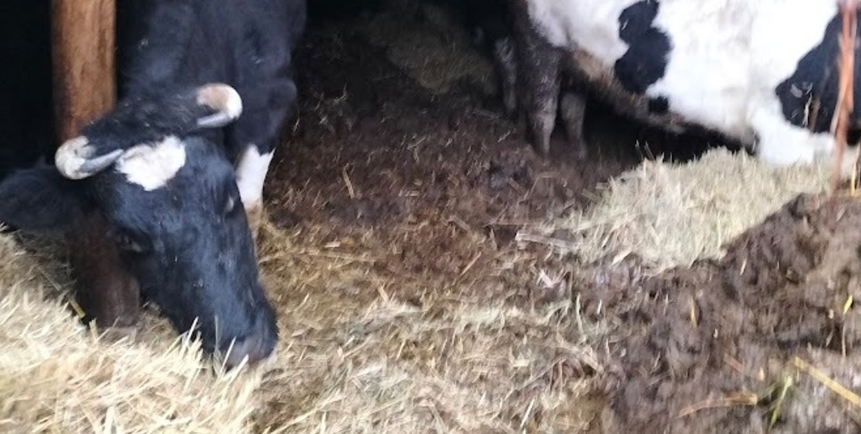 W najnowszym wydaniu Tygodnika Nadwiślańskiego opisujemy głośną interwencję w Tułkowicach (gmina Wilczyce), podczas której służby odebrały gospodarzowi jedenaście krów i trzy psy.