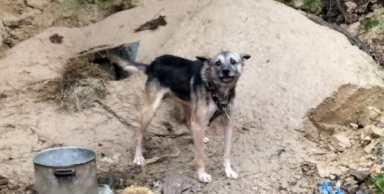 Decyzja prezydenta Karola Nawrockiego o zawetowaniu nowelizacji ustawy o ochronie zwierząt, w tym zakazu trzymania psów na łańcuchu, wywołała prawdziwą burzę w całym kraju, a emocje nie omijają także naszego regionu.