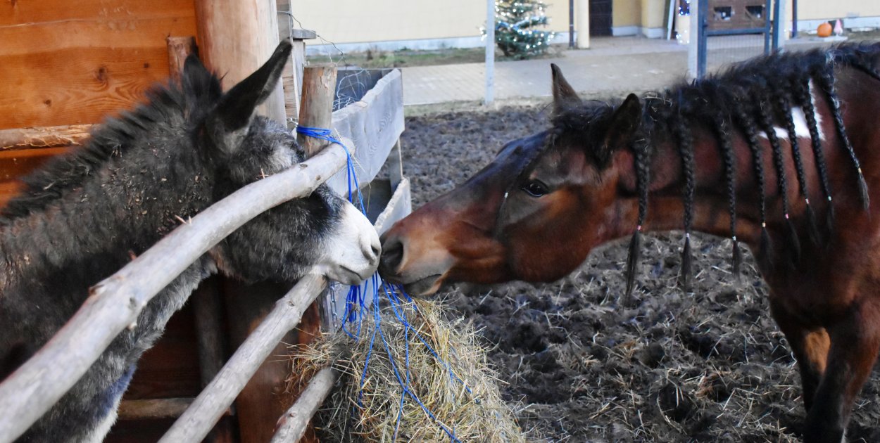 Żywa szopka w Sandomierzu