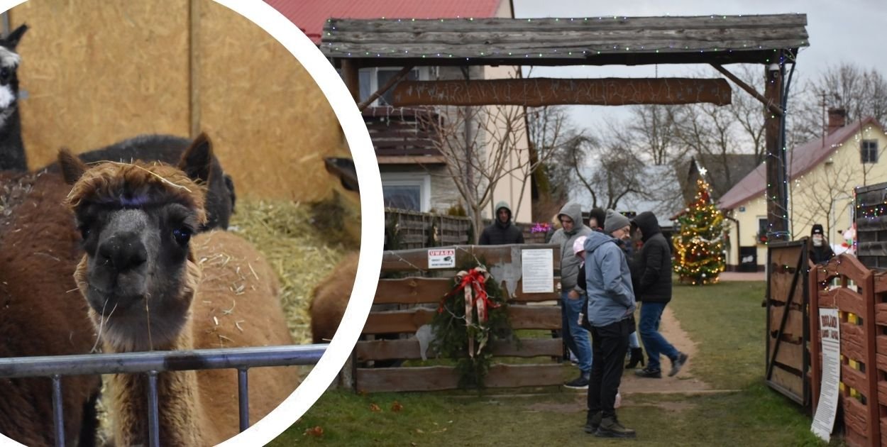Po raz kolejny w Woli Baranowskiej można podziwiać żywą szopkę. Odwiedzających nie brakowało także w poświąteczny weekend.