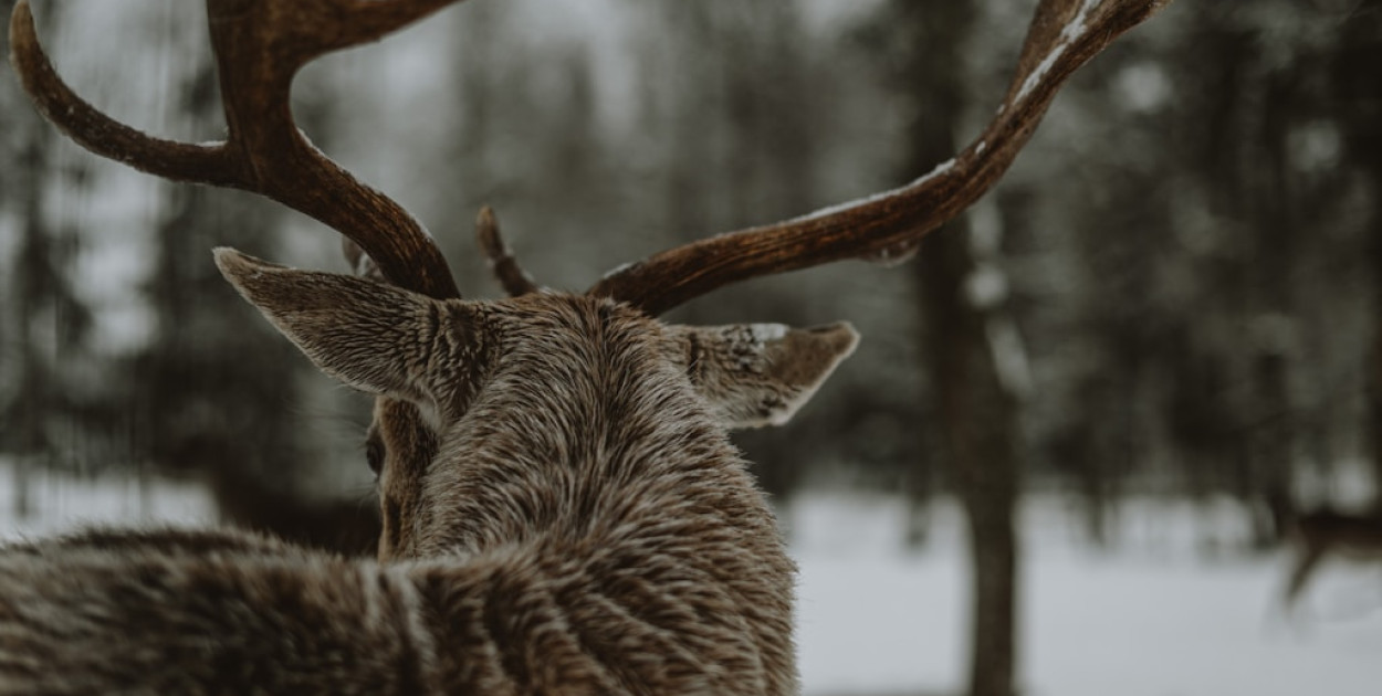 Czym są polowania zbiorowe i jaka jest ich rola w gospodarce łowieckiej