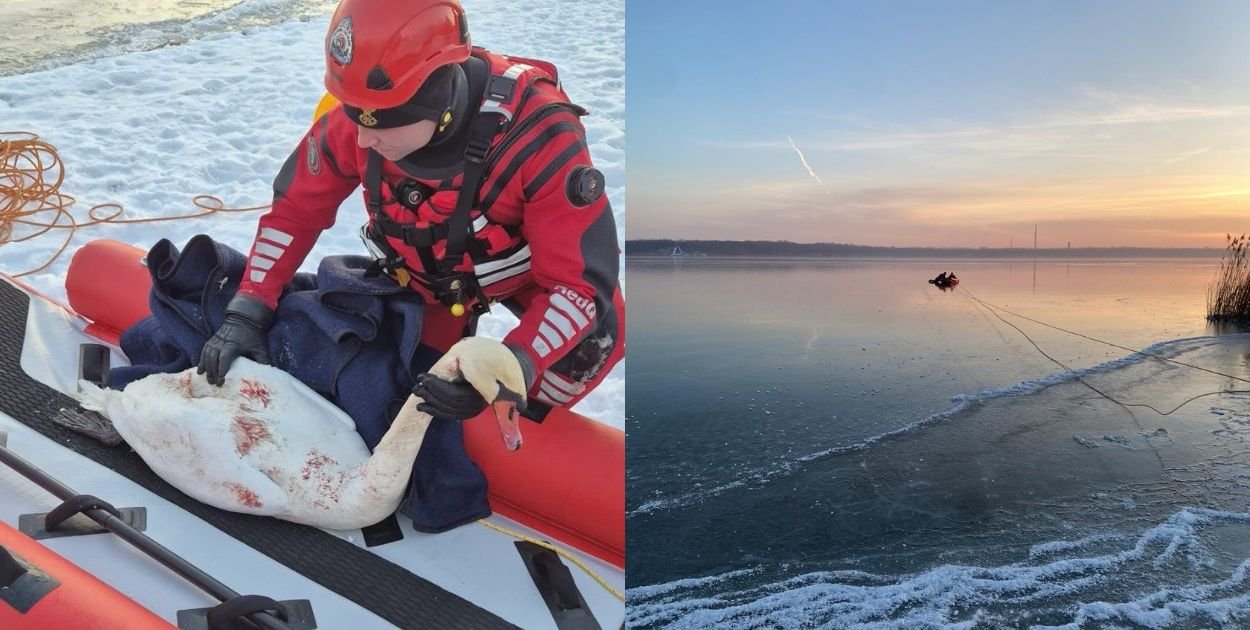 Akcja ratunkowa na zamarzniętym jeziorze. Ratowano łabędzia