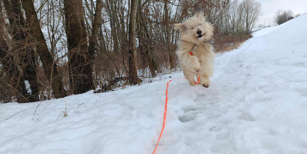 Dobre warunki w Przytulisku na Wiśniowej w Sandomierzu. Wyniki kontroli
