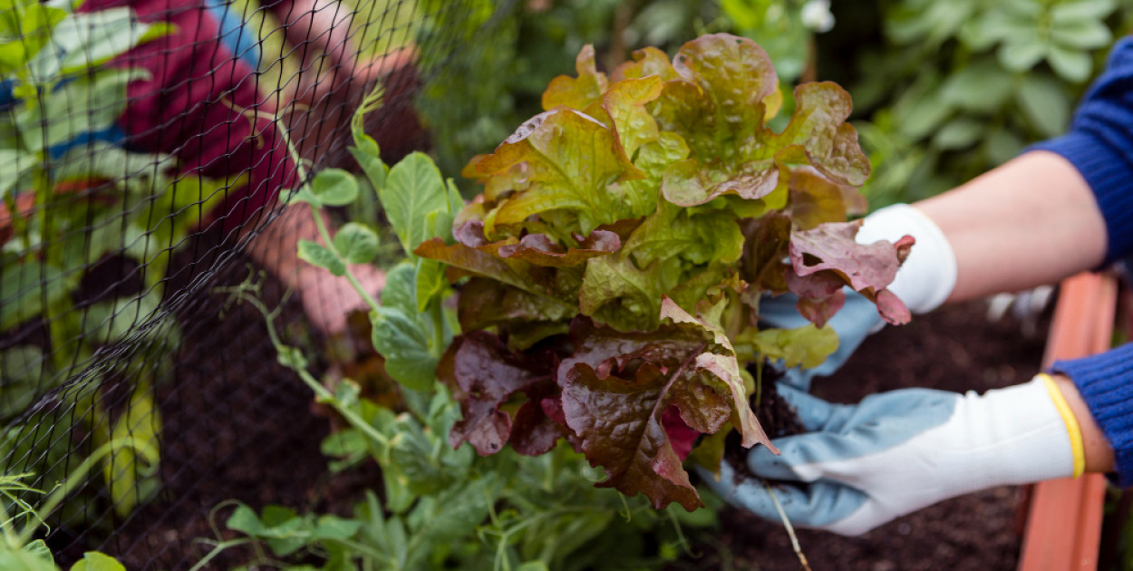 Rozsada i sadzonka warzyw: jak wybrać, przygotować i posadzić, by cieszyć się...