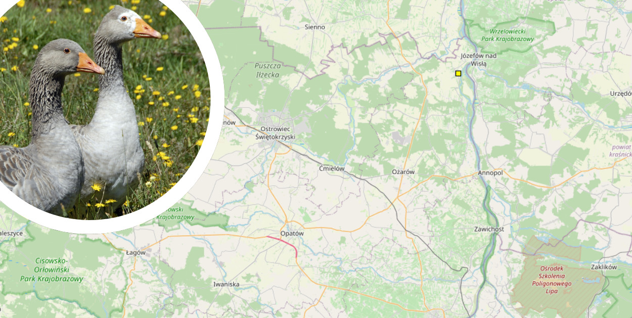 Ptasia grypa w Świętokrzyskiem. Strefa zakażenia w powiecie opatowskim