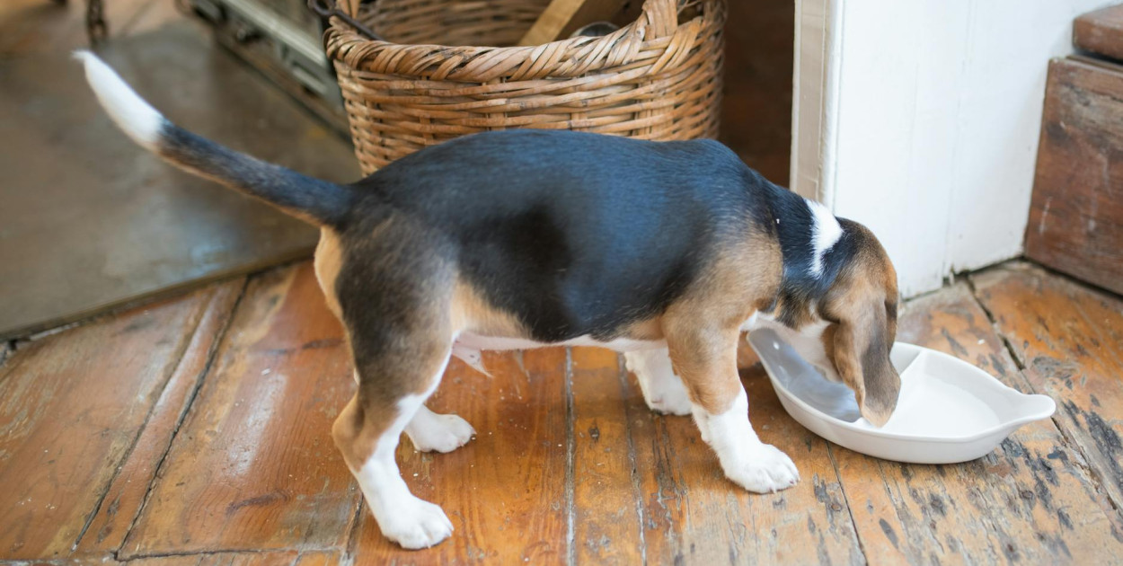 Jaka karma dla psa o wrażliwej skórze i matowej sierści?