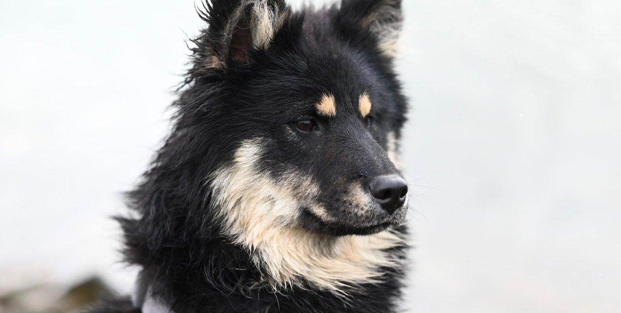 Pomoc dla przytuliska i rodzinna zabawa w Porębach Dębskich