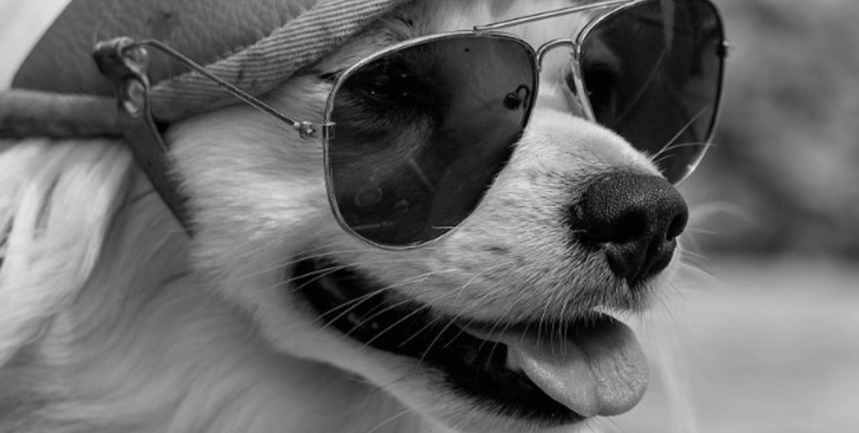 Jeździła ze swoim opiekunem motocyklem, wywoływała uśmiech. Nika nie żyje