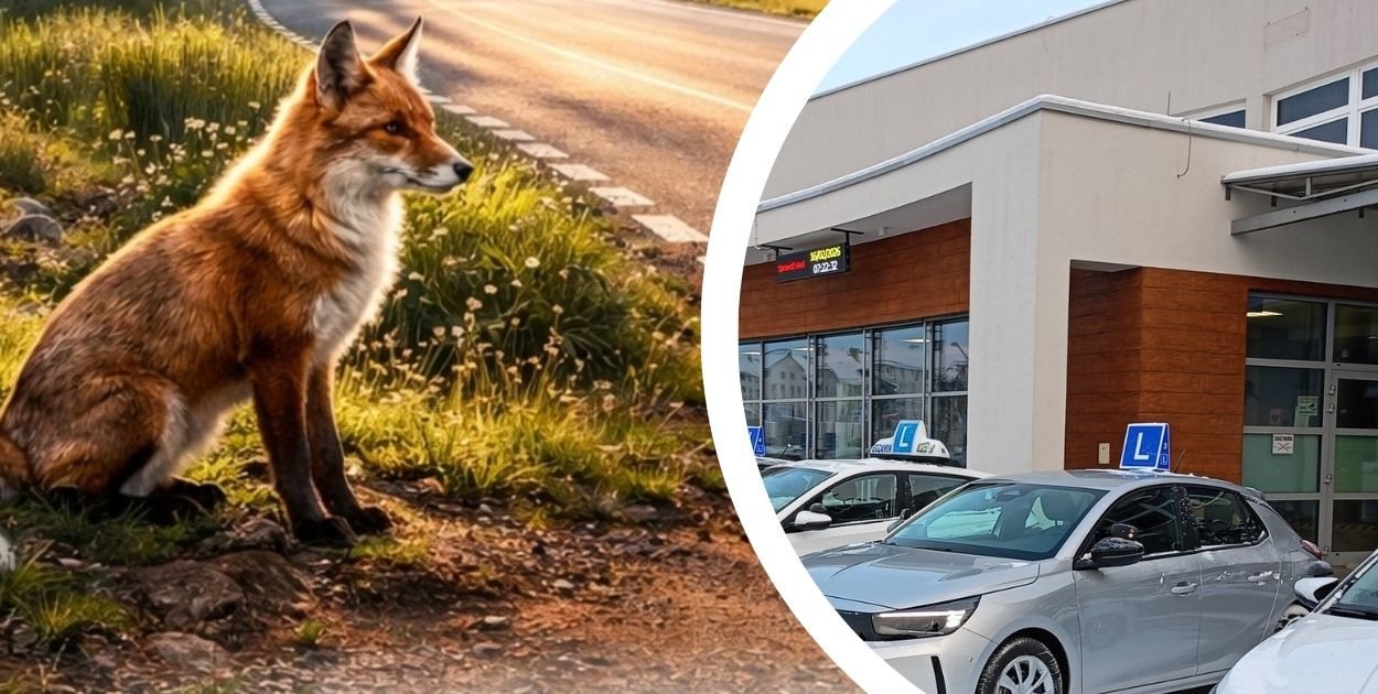 Dzikie na drodze. Wystawa w WORD Tarnobrzeg