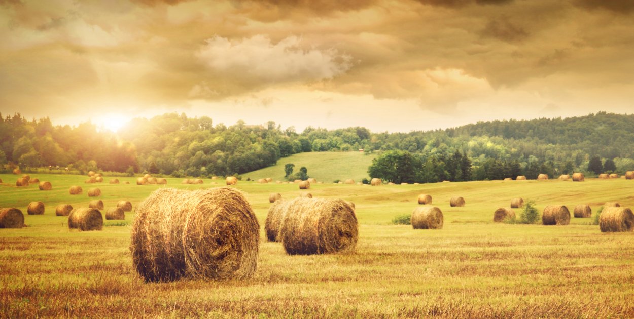 Rolnictwo i przetwórstwo – faktoring dla gospodarstw i przetwórni