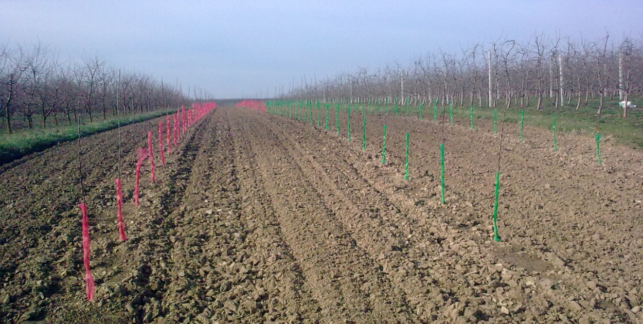 Skradziono 250 drzewek wiśni. Drzewka zostały wyrwane z pola