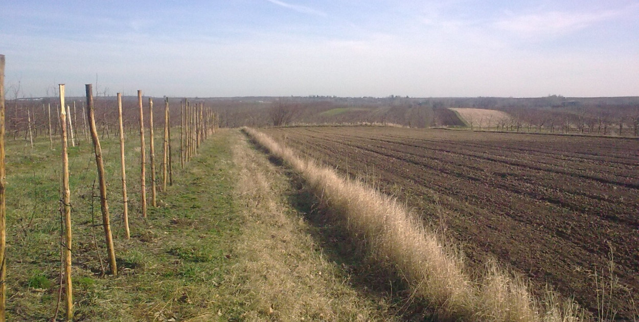 Kolejna kradzież drzewek owocowych. Sadownik z gm. Obrazów poniósł duże straty