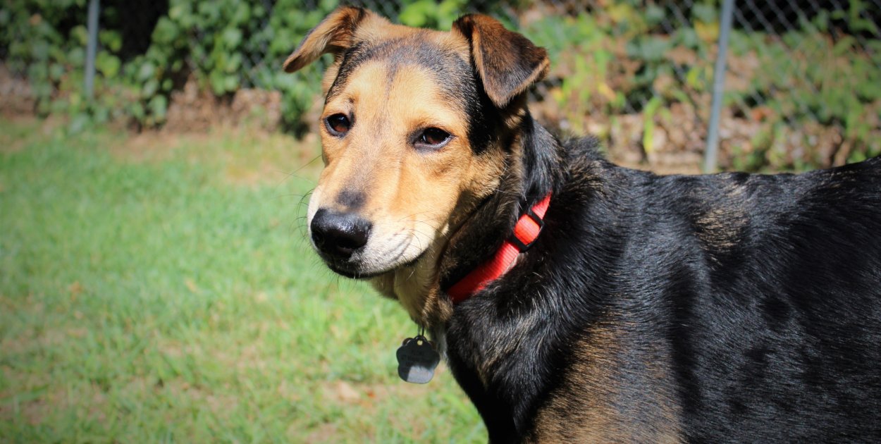 Piknik charytatywny w Tarnobrzegu. Pomoc dla schroniska i moc atrakcji nad Wisłą