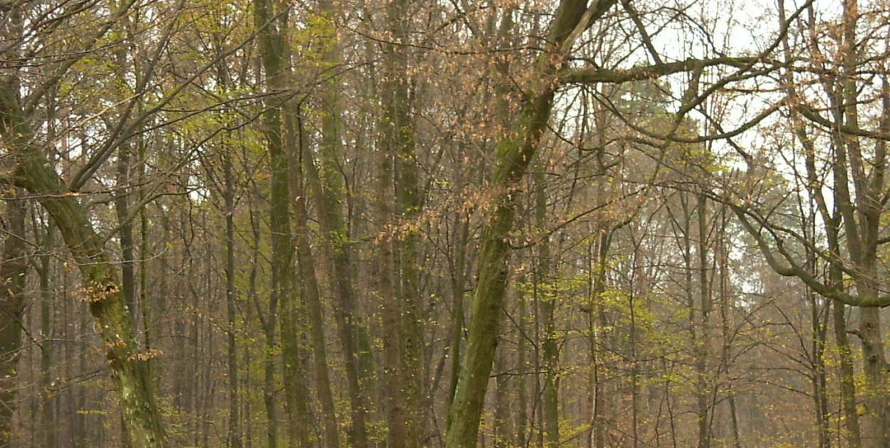 Złodziej wyciął i ukradł drzewo. Straty to kilka tysięcy złotych