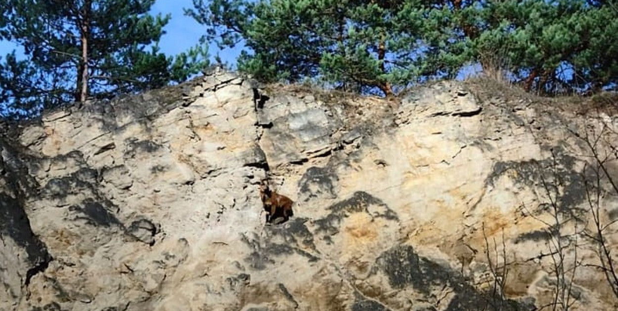 Owca kameruńska utknęła na skałach kamieniołomu. Interweniowali strażacy [ZDJĘCIA]