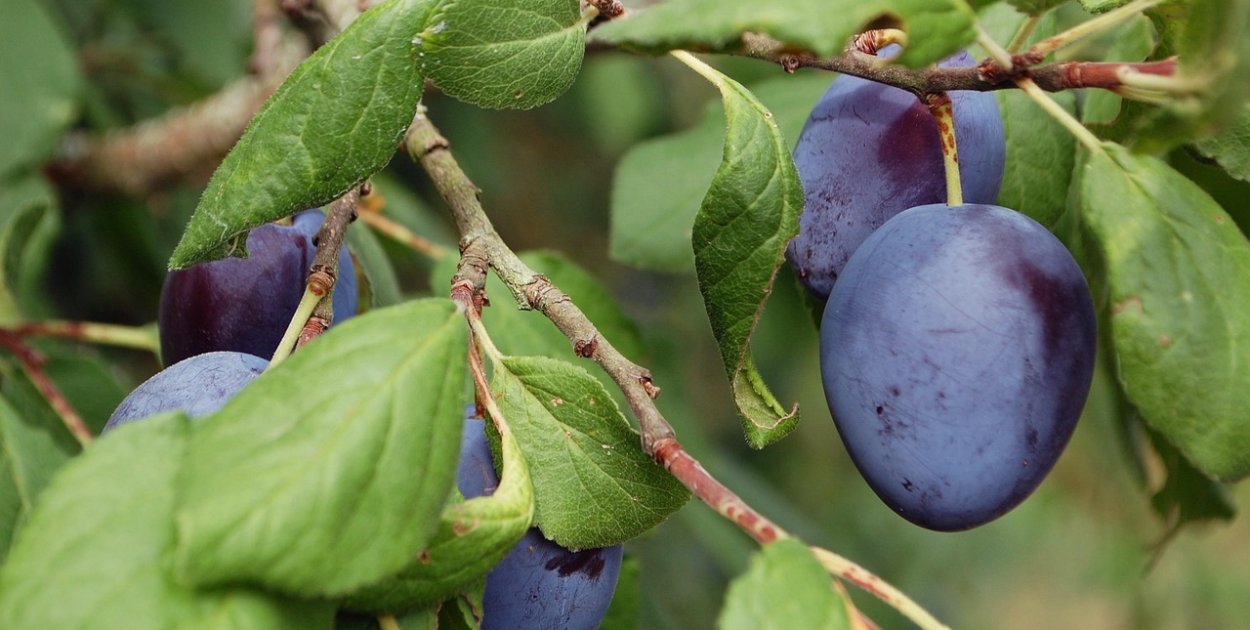 Nie tylko Węgierka – poznaj najciekawsze odmiany śliw do ogrodów przydomowych